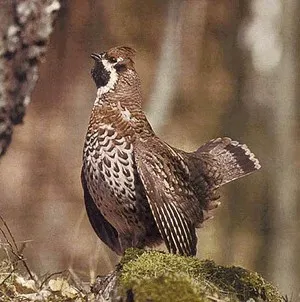 momeala cocoș de munte