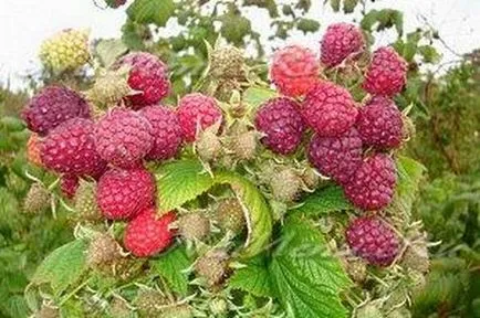 Raspberry faültetés és gondozás, fotó, reprodukció