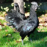 Ayam cemani - cel mai scump din lume de pui