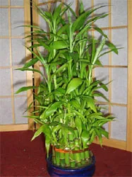 Bamboo, носейки щастие