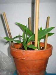 Bamboo, носейки щастие