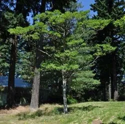 Amur parafa (fellodendron) fotók, gyógyszer tulajdonságait, ültetés és gondozás