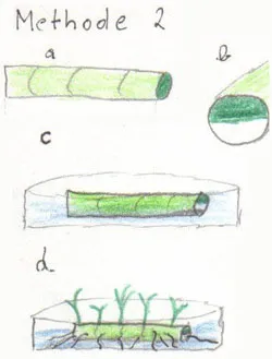 Bamboo, носейки щастие