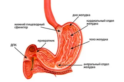 Атрофичен гастрит симптоми и причини за