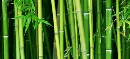 Bamboo magról otthon