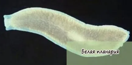 Structura albă Planaria, modul de viață, reproducere, și ciclul de dezvoltare