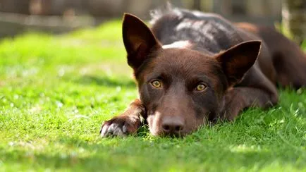 Australian Kelpie Ausztrál Kelpie fotó, kutyafajta fotókkal és leírás