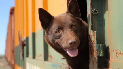 Австралийско келпи Австралийско келпи снимка, порода куче със снимки и описание