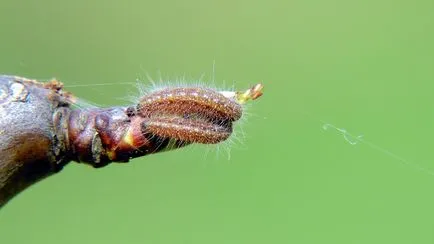 Butterfly бяла овощна пеперуда и отговорът към него