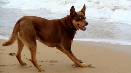 Australian Kelpie Ausztrál Kelpie fotó, kutyafajta fotókkal és leírás