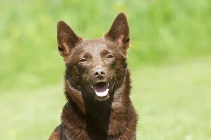 Australian Kelpie Ausztrál Kelpie fotó, kutyafajta fotókkal és leírás