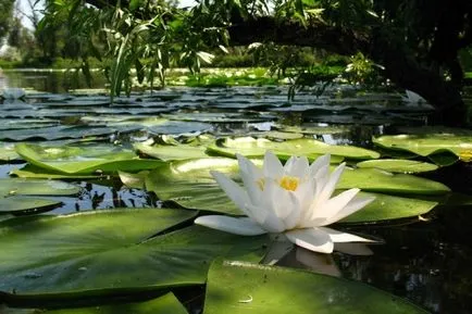Бяла водна лилия или водна лилия изглежда като умножава, където расте