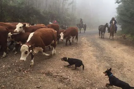 Australian Kelpie Ausztrál Kelpie fotó, kutyafajta fotókkal és leírás