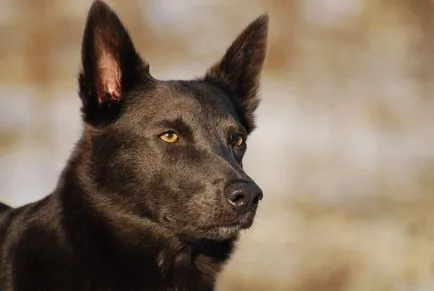 Australian Kelpie Ausztrál Kelpie fotó, kutyafajta fotókkal és leírás