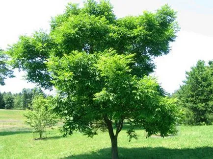 Амур корк за засаждане на сайта, грижите, снимка, условията на отглеждане на