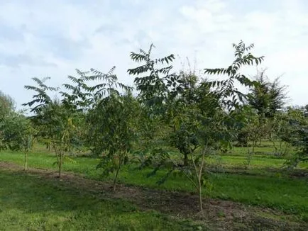Amur parafa (fellodendron) fotók, gyógyszer tulajdonságait, ültetés és gondozás
