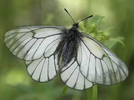 Butterfly бяла овощна пеперуда и отговорът към него