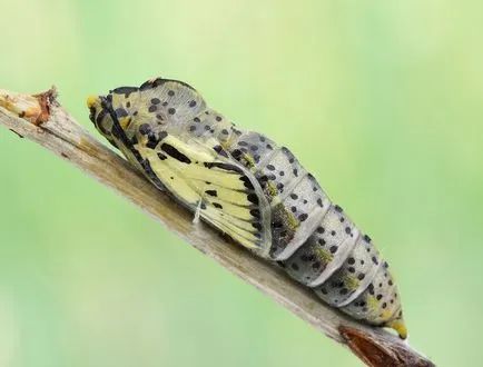 Butterfly бяла овощна пеперуда и отговорът към него