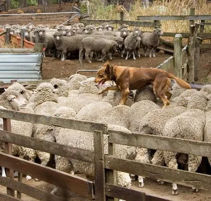 Australian Kelpie Ausztrál Kelpie fotó, kutyafajta fotókkal és leírás