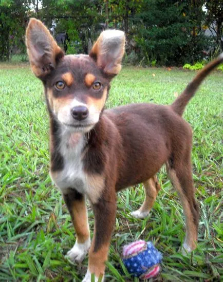 Australian Kelpie Ausztrál Kelpie fotó, kutyafajta fotókkal és leírás