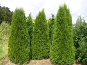 Как да се скрие Arborvitae за зимата в предградията и видео преглед средната лента