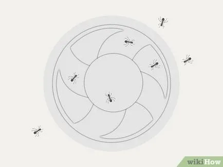 Hogyan lehet megölni hangyák otthonában