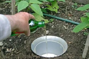 Методи за борба с охлюви бира, патици, сол, бодлив бариери и градина езерце