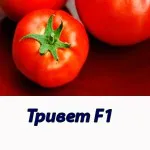 Минаре F1 хибрид домати Syngenta