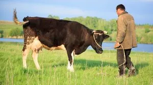 vite mini-fermă pentru lapte și producția de carne cu propriile lor mâini