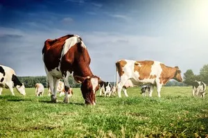 Mini-farm szarvasmarha tej és hústermelés saját kezűleg