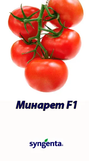 Минаре F1 хибрид домати Syngenta