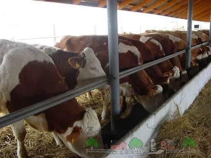 Mini farm tehén fotó és videó felülvizsgálat