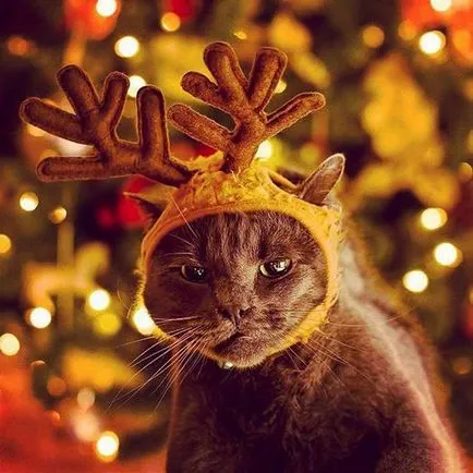 Sokan csinálnak új tartozékok a macskák karácsonykor