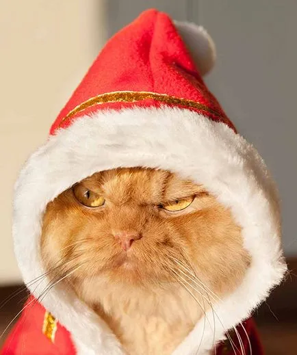 Sokan csinálnak új tartozékok a macskák karácsonykor