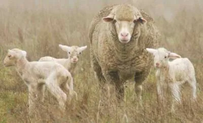 rase de carne de ovine - Ovine - Cresterea animalelor - Bibliotecă - ferma familiei