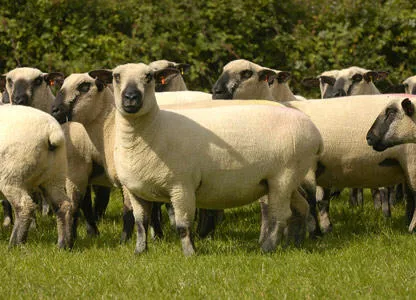 rase de carne de ovine - Ovine - Cresterea animalelor - Bibliotecă - ferma familiei