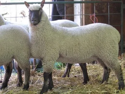 rase de carne de ovine - Ovine - Cresterea animalelor - Bibliotecă - ferma familiei