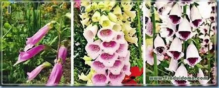 Digitalis - cultivare, fotografie și îngrijire de flori, site-ul de grădină, cabana și plante de apartament