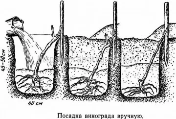 Някои хитър план на лозовия масив