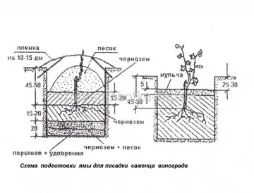 Някои хитър план на лозовия масив