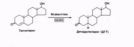 Tudományos nézőpontból szteroidok és androgének testépítés
