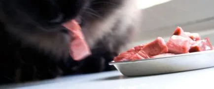 Természetes étrend macskák - mainemarie