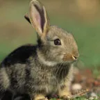 Нова Зеландия зайци се размножават описание, поддържане, развъждането и снимки