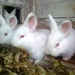 Нова Зеландия зайци се размножават описание, поддържане, развъждането и снимки