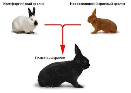 Нова Зеландия зайци се размножават описание, поддържане, развъждането и снимки