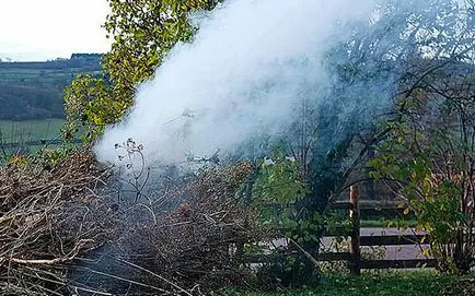 Как да се грижим за череши през пролетта, нашият съвет към градинари