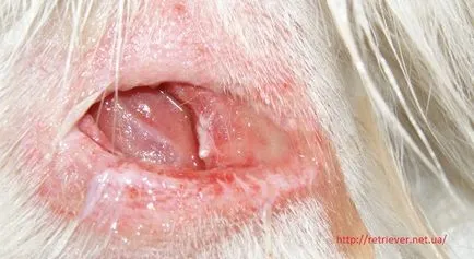 Tratamentul rănilor în punctul veterinar-la-câine și pisică