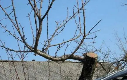 Metszés almafák a tavasz, nyár, ősz, feldolgozása különböző korú fák