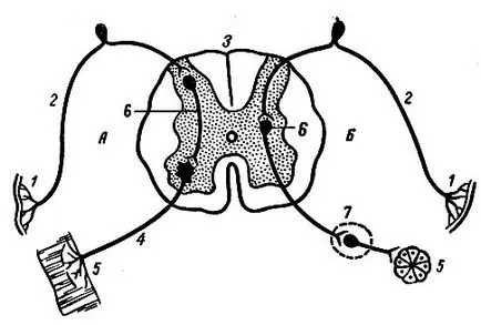 Обща физиология на централната нервна система 1988 Vorob'eva д