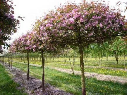 Metszés almafák a tavasz, nyár, ősz, feldolgozása különböző korú fák